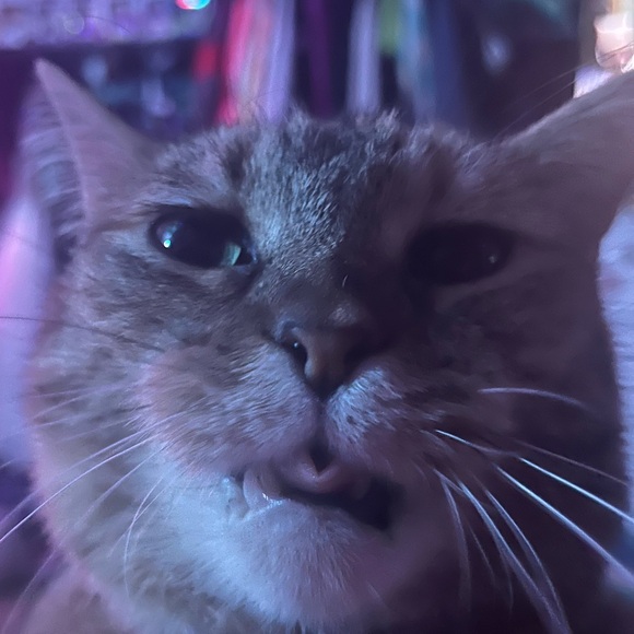 kitty_pixelz
